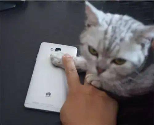 猫和西瓜版2024下载-猫和西瓜下载手机版v.1.48