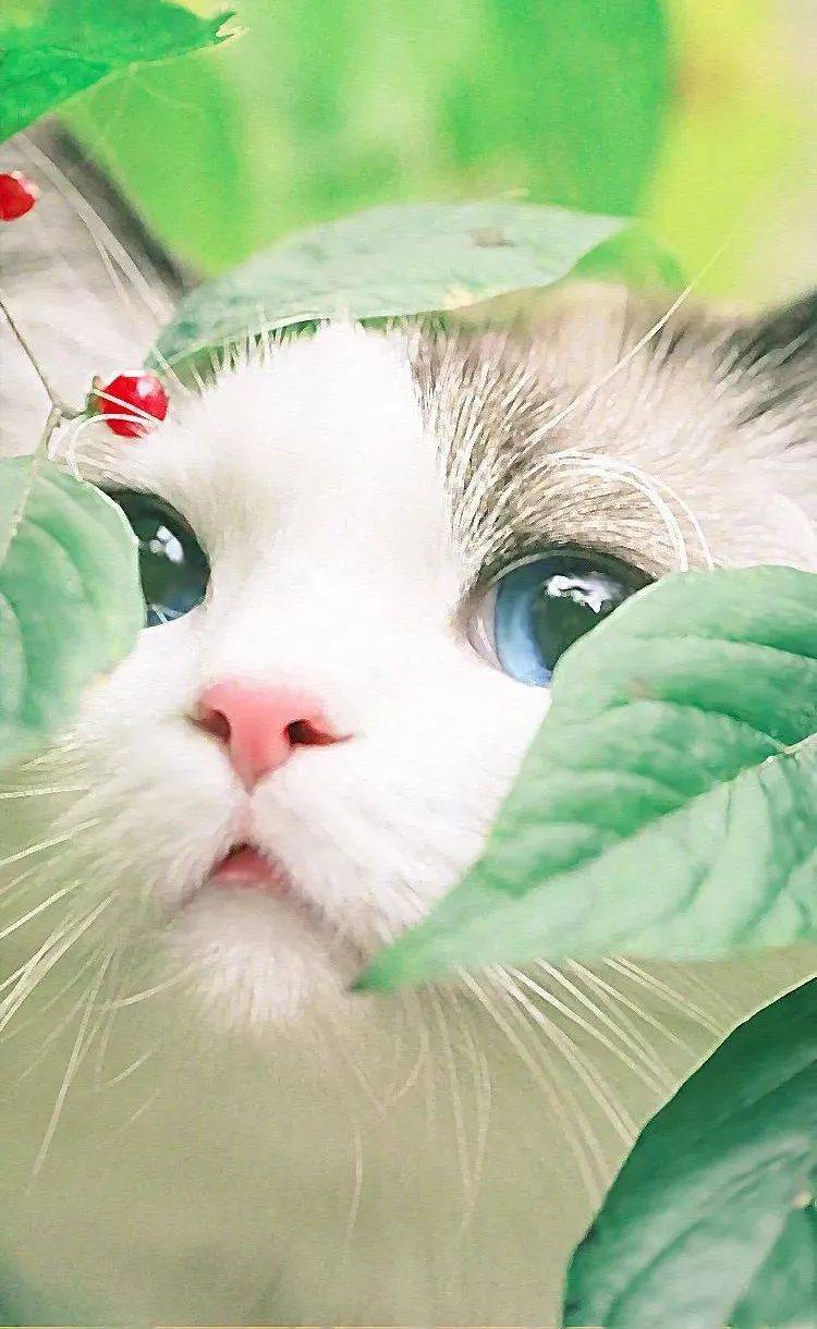 猫和西瓜版2024下载-猫和西瓜下载手机版v.1.48